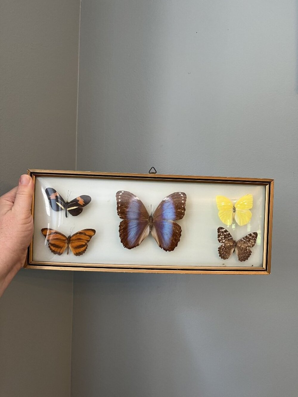 1970s Exotic Butterfly Collection Display Gold Frame With Convex Bubble Glass 14